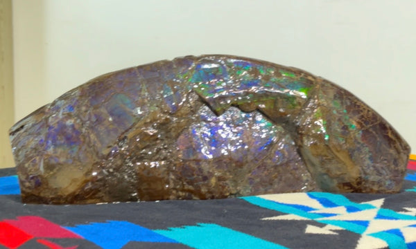 AF-137 HUGE Placenticeras  Canadian Ammolite  Ammonite Partial Fossil  Huge Specimen FREE SHIPPING! アンモライト両面巨大標本！　送料無料