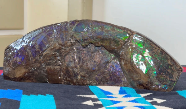 AF-137 HUGE Placenticeras  Canadian Ammolite  Ammonite Partial Fossil  Huge Specimen FREE SHIPPING! アンモライト両面巨大標本！　送料無料