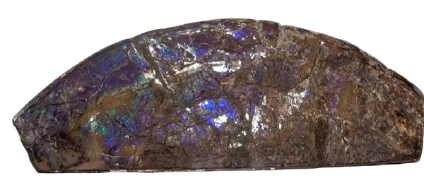 AF-137 HUGE Placenticeras  Canadian Ammolite  Ammonite Partial Fossil  Huge Specimen FREE SHIPPING! アンモライト両面巨大標本！　送料無料