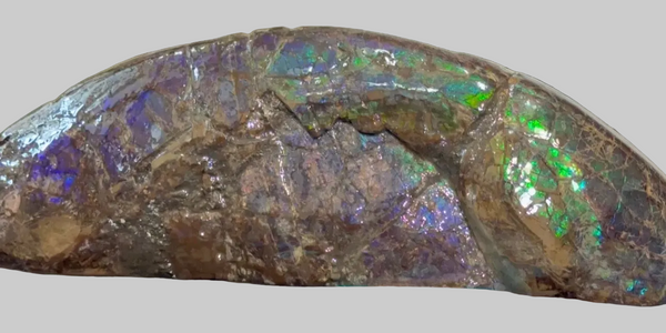AF-137 HUGE Placenticeras  Canadian Ammolite  Ammonite Partial Fossil  Huge Specimen FREE SHIPPING! アンモライト両面巨大標本！　送料無料