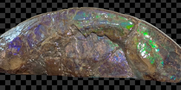 AF-137 HUGE Placenticeras  Canadian Ammolite  Ammonite Partial Fossil  Huge Specimen FREE SHIPPING! アンモライト両面巨大標本！　送料無料