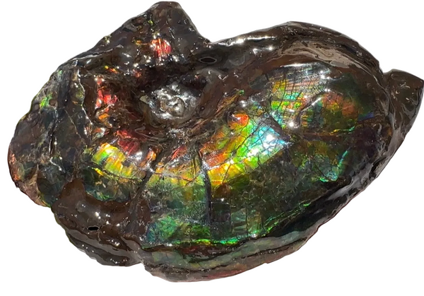 AF-138 アンモライト Placenticeras Intercalare  インターカラレ Free Shipping  送料無料  Ammolite  Ammonite Fossil