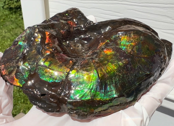 AF-138 アンモライト Placenticeras Intercalare  インターカラレ Free Shipping  送料無料  Ammolite  Ammonite Fossil
