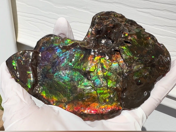 AF-138 アンモライト Placenticeras Intercalare  インターカラレ Free Shipping  送料無料  Ammolite  Ammonite Fossil