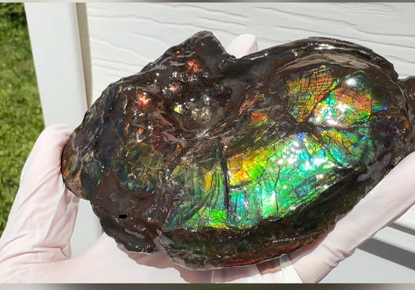 AF-138 アンモライト Placenticeras Intercalare  インターカラレ Free Shipping  送料無料  Ammolite  Ammonite Fossil