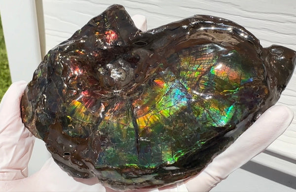 AF-138 アンモライト Placenticeras Intercalare  インターカラレ Free Shipping  送料無料  Ammolite  Ammonite Fossil