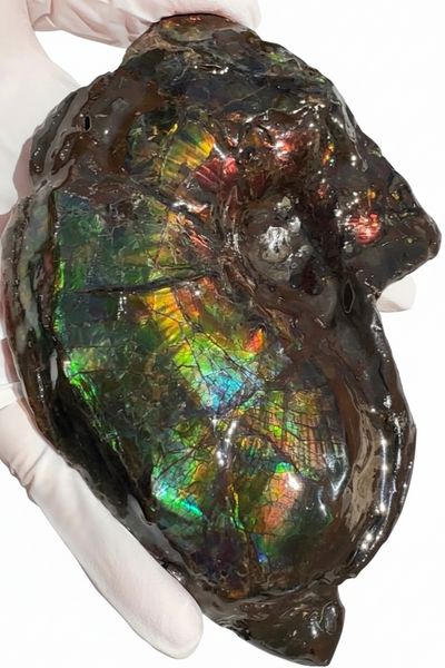 AF-138 アンモライト Placenticeras Intercalare  インターカラレ Free Shipping  送料無料  Ammolite  Ammonite Fossil