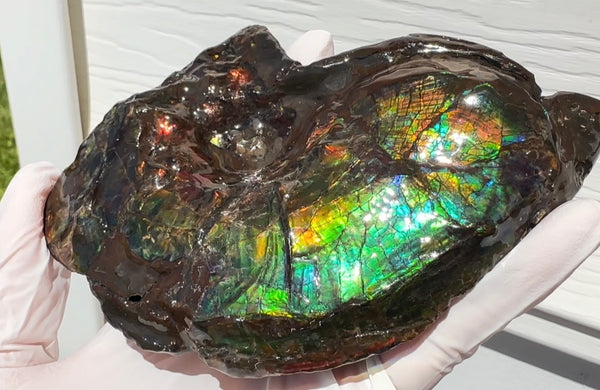 AF-138 アンモライト Placenticeras Intercalare  インターカラレ Free Shipping  送料無料  Ammolite  Ammonite Fossil