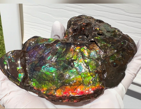 AF-138 アンモライト Placenticeras Intercalare  インターカラレ Free Shipping  送料無料  Ammolite  Ammonite Fossil