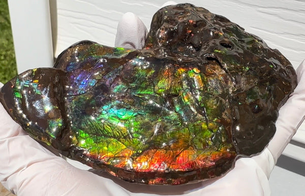 AF-138 アンモライト Placenticeras Intercalare  インターカラレ Free Shipping  送料無料  Ammolite  Ammonite Fossil