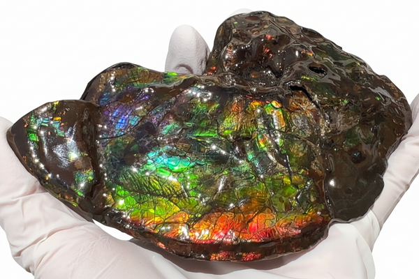 AF-138 アンモライト Placenticeras Intercalare  インターカラレ Free Shipping  送料無料  Ammolite  Ammonite Fossil