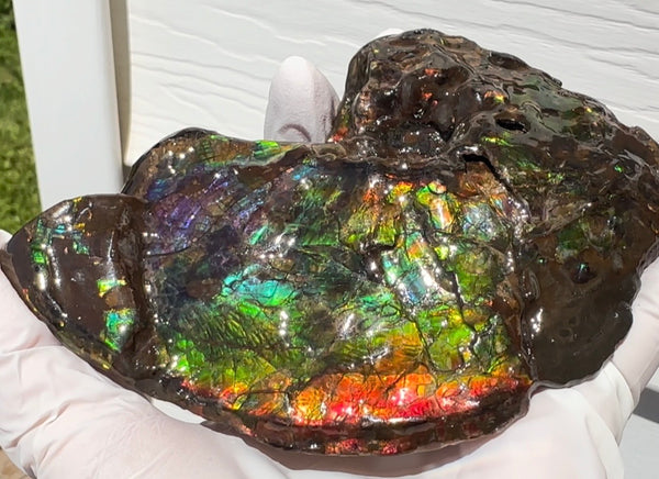 AF-138 アンモライト Placenticeras Intercalare  インターカラレ Free Shipping  送料無料  Ammolite  Ammonite Fossil