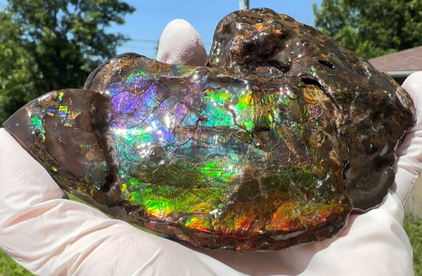 AF-138 アンモライト Placenticeras Intercalare  インターカラレ Free Shipping  送料無料  Ammolite  Ammonite Fossil