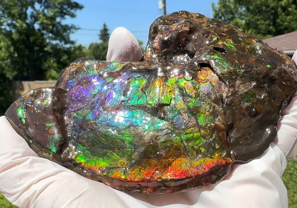 AF-138 アンモライト Placenticeras Intercalare  インターカラレ Free Shipping  送料無料  Ammolite  Ammonite Fossil