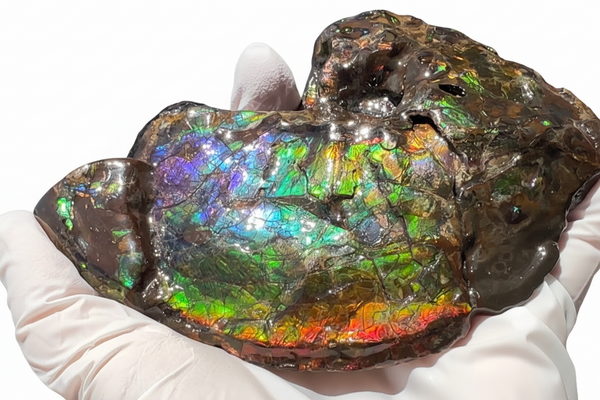 AF-138 アンモライト Placenticeras Intercalare  インターカラレ Free Shipping  送料無料  Ammolite  Ammonite Fossil