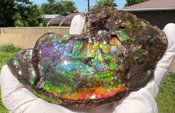 AF-138 アンモライト Placenticeras Intercalare  インターカラレ Free Shipping  送料無料  Ammolite  Ammonite Fossil