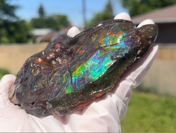 AF-138 アンモライト Placenticeras Intercalare  インターカラレ Free Shipping  送料無料  Ammolite  Ammonite Fossil