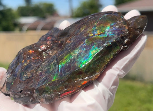 AF-138 アンモライト Placenticeras Intercalare  インターカラレ Free Shipping  送料無料  Ammolite  Ammonite Fossil