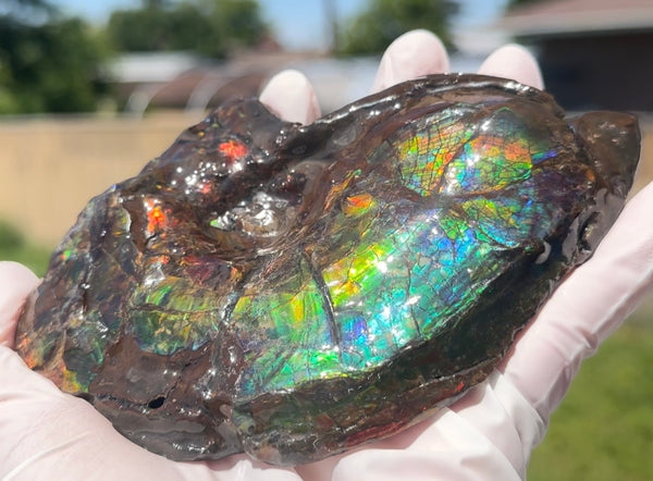AF-138 アンモライト Placenticeras Intercalare  インターカラレ Free Shipping  送料無料  Ammolite  Ammonite Fossil
