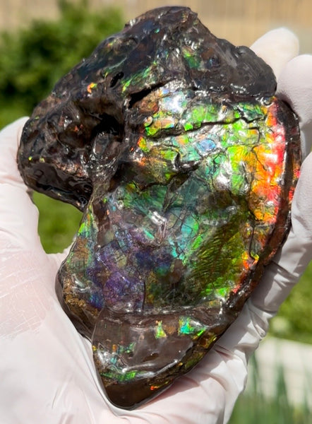 AF-138 アンモライト Placenticeras Intercalare  インターカラレ Free Shipping  送料無料  Ammolite  Ammonite Fossil