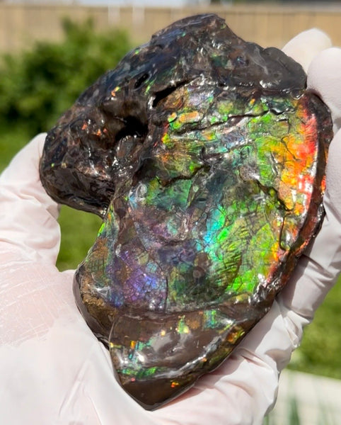 AF-138 アンモライト Placenticeras Intercalare  インターカラレ Free Shipping  送料無料  Ammolite  Ammonite Fossil