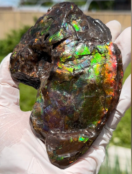 AF-138 アンモライト Placenticeras Intercalare  インターカラレ Free Shipping  送料無料  Ammolite  Ammonite Fossil