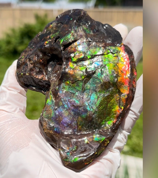 AF-138 アンモライト Placenticeras Intercalare  インターカラレ Free Shipping  送料無料  Ammolite  Ammonite Fossil