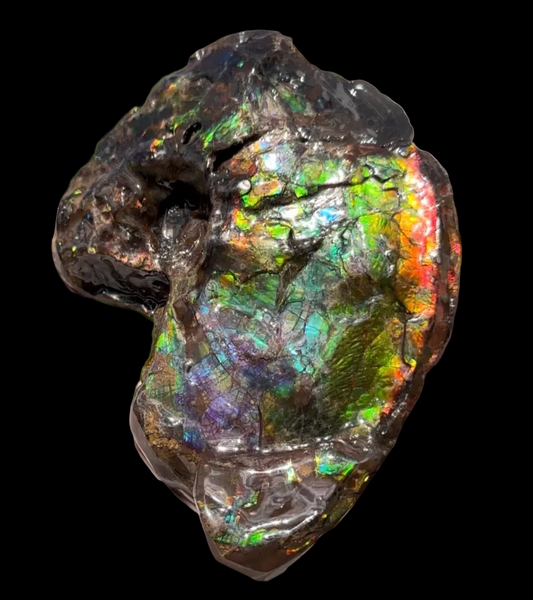 AF-138 アンモライト Placenticeras Intercalare  インターカラレ Free Shipping  送料無料  Ammolite  Ammonite Fossil