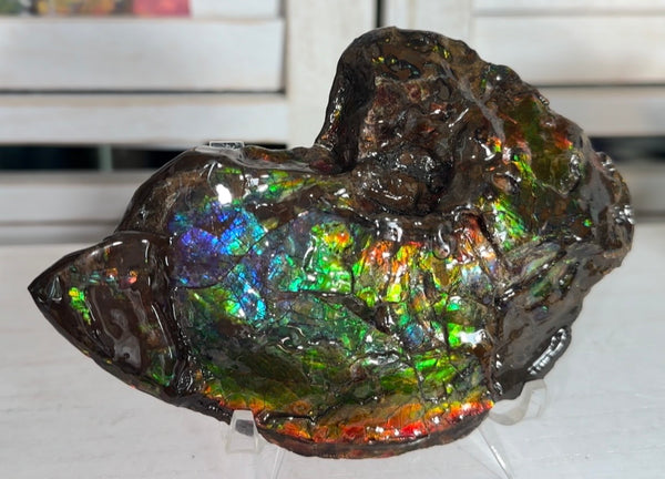AF-138 アンモライト Placenticeras Intercalare  インターカラレ Free Shipping  送料無料  Ammolite  Ammonite Fossil