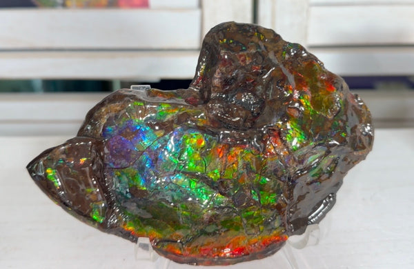 AF-138 アンモライト Placenticeras Intercalare  インターカラレ Free Shipping  送料無料  Ammolite  Ammonite Fossil