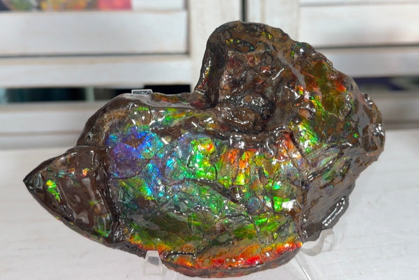 AF-138 アンモライト Placenticeras Intercalare  インターカラレ Free Shipping  送料無料  Ammolite  Ammonite Fossil