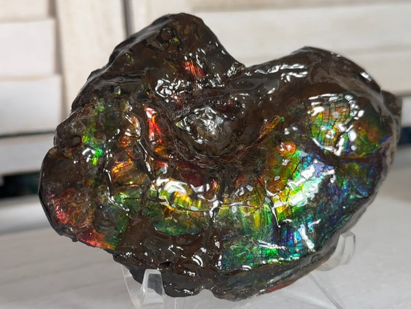 AF-138 アンモライト Placenticeras Intercalare  インターカラレ Free Shipping  送料無料  Ammolite  Ammonite Fossil
