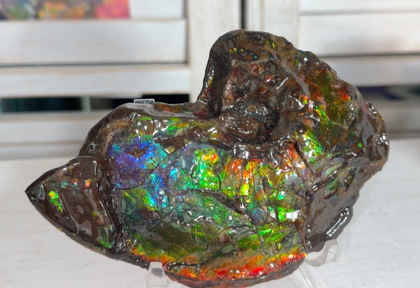 AF-138 アンモライト Placenticeras Intercalare  インターカラレ Free Shipping  送料無料  Ammolite  Ammonite Fossil