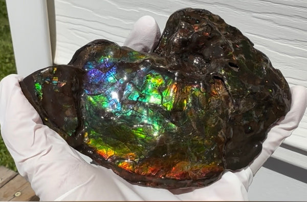 AF-138 アンモライト Placenticeras Intercalare  インターカラレ Free Shipping  送料無料  Ammolite  Ammonite Fossil
