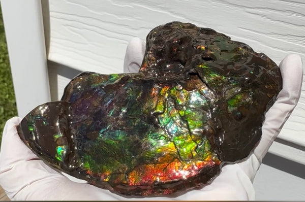 AF-138 アンモライト Placenticeras Intercalare  インターカラレ Free Shipping  送料無料  Ammolite  Ammonite Fossil