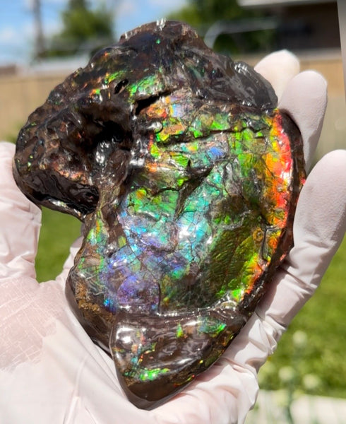 AF-138 アンモライト Placenticeras Intercalare  インターカラレ Free Shipping  送料無料  Ammolite  Ammonite Fossil