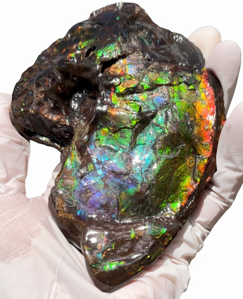 AF-138 アンモライト Placenticeras Intercalare  インターカラレ Free Shipping  送料無料  Ammolite  Ammonite Fossil
