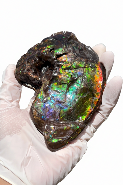 AF-138 アンモライト Placenticeras Intercalare  インターカラレ Free Shipping  送料無料  Ammolite  Ammonite Fossil