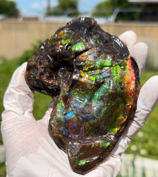 AF-138 アンモライト Placenticeras Intercalare  インターカラレ Free Shipping  送料無料  Ammolite  Ammonite Fossil