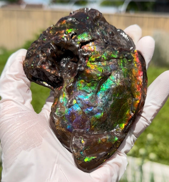 AF-138 アンモライト Placenticeras Intercalare  インターカラレ Free Shipping  送料無料  Ammolite  Ammonite Fossil