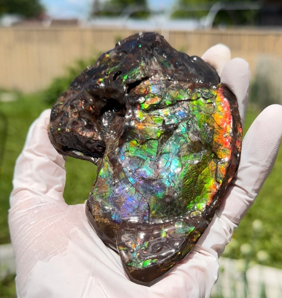 AF-138 アンモライト Placenticeras Intercalare  インターカラレ Free Shipping  送料無料  Ammolite  Ammonite Fossil