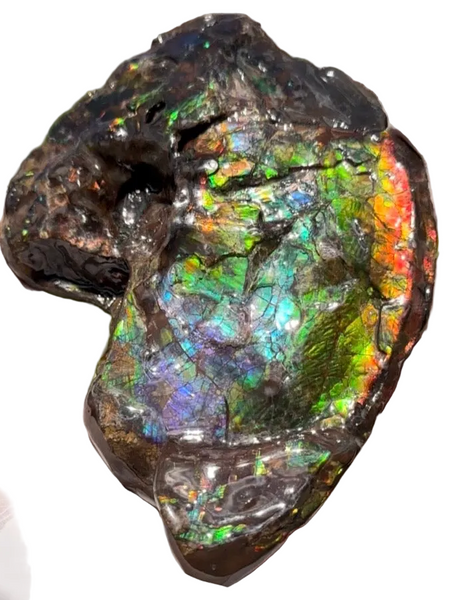 AF-138 アンモライト Placenticeras Intercalare  インターカラレ Free Shipping  送料無料  Ammolite  Ammonite Fossil