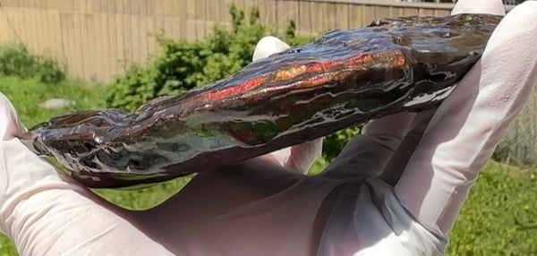 AF-138 アンモライト Placenticeras Intercalare  インターカラレ Free Shipping  送料無料  Ammolite  Ammonite Fossil