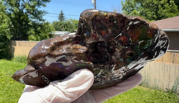 AF-138 アンモライト Placenticeras Intercalare  インターカラレ Free Shipping  送料無料  Ammolite  Ammonite Fossil