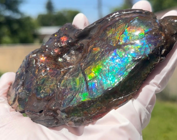 AF-138 アンモライト Placenticeras Intercalare  インターカラレ Free Shipping  送料無料  Ammolite  Ammonite Fossil
