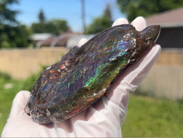 AF-138 アンモライト Placenticeras Intercalare  インターカラレ Free Shipping  送料無料  Ammolite  Ammonite Fossil