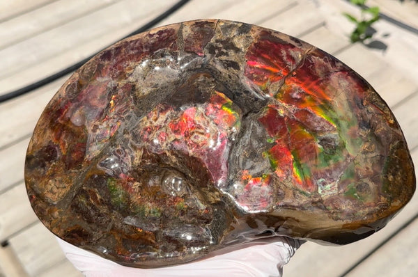 Ammolite ,Placenticeras meeki, Double-Sided, Specimen, Fossil,Ammonite, Collector Stone,Home decor,**FREE SHIPPING***　AF-139