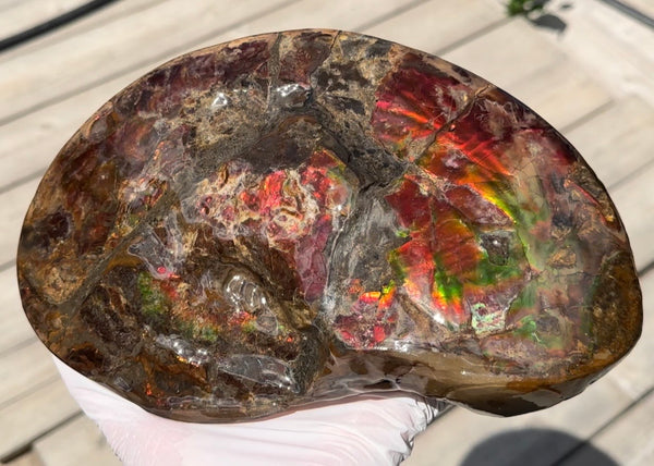Ammolite ,Placenticeras meeki, Double-Sided, Specimen, Fossil,Ammonite, Collector Stone,Home decor,**FREE SHIPPING***　AF-139