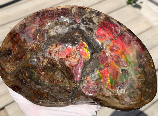 Ammolite ,Placenticeras meeki, Double-Sided, Specimen, Fossil,Ammonite, Collector Stone,Home decor,**FREE SHIPPING***　AF-139