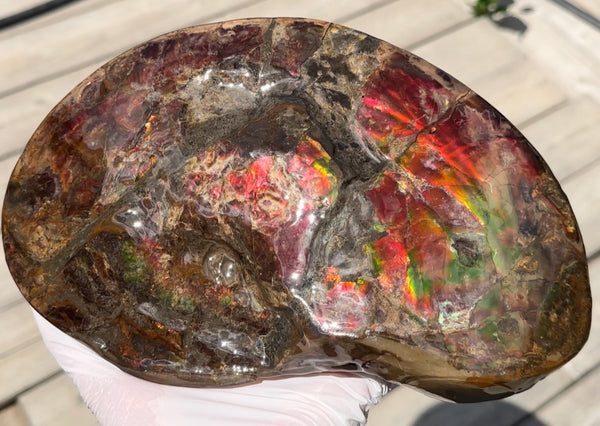 Ammolite ,Placenticeras meeki, Double-Sided, Specimen, Fossil,Ammonite, Collector Stone,Home decor,**FREE SHIPPING***　AF-139